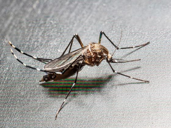 Why Mosquitoes Choose You