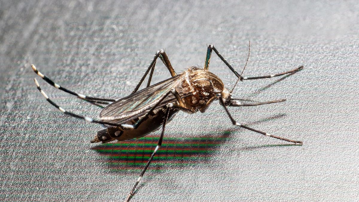 Aedes albopictus (Mosquito tigre)