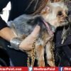Johnny Depp's Wife Amber Heard May Face Jail For Illegal Import Of Dogs To Australia