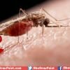 Zika virus: WHO Warned America About Zika Virus