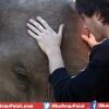 'Vampire Diaries' star joins hands to save elephants