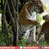 Increase in Tiger Numbers: First time in 100 years