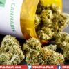 Germany Legalizing Medical Marijuana Following Year