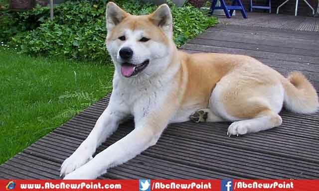 Top-10-Most-Expensive-Dogs-in-the-World-2015-Akita