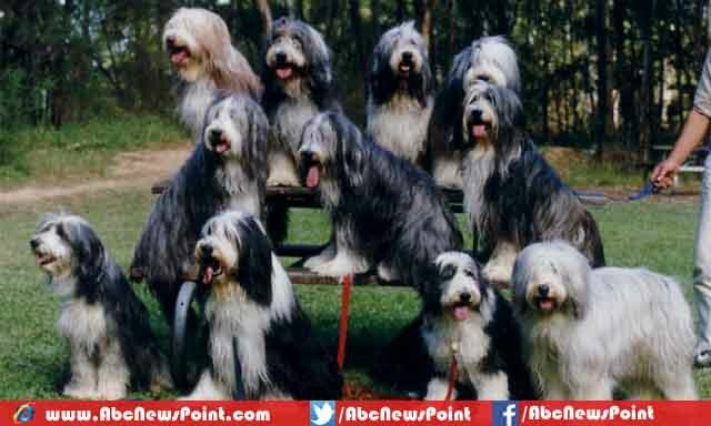 Top-10-Most-Expensive-Dogs-in-the-World-2015-Bearded-Collie