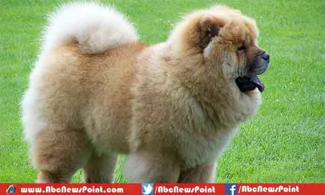 Top-10-Most-Expensive-Dogs-in-the-World-2015-Chow-Chow