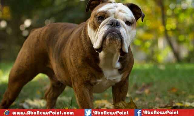 Top-10-Most-Expensive-Dogs-in-the-World-2015-English-Bulldog