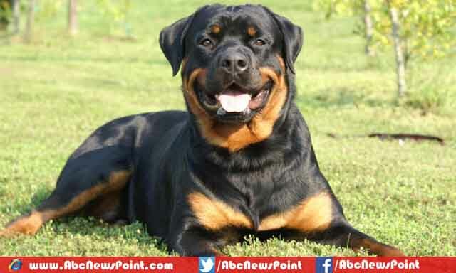 Top-10-Most-Expensive-Dogs-in-the-World-2015-Rottweiler
