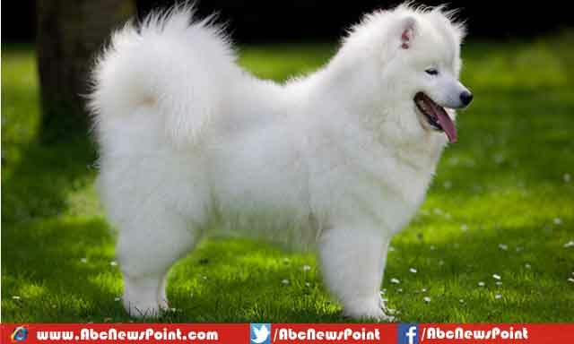 Top-10-Most-Expensive-Dogs-in-the-World-2015-Samoyed