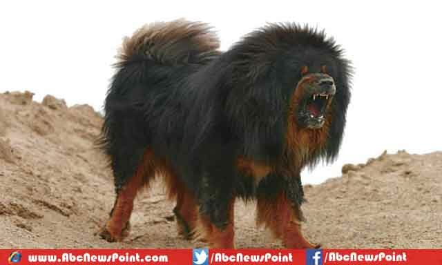 Top-10-Most-Expensive-Dogs-in-the-World-2015-Tibetan-Mastiff