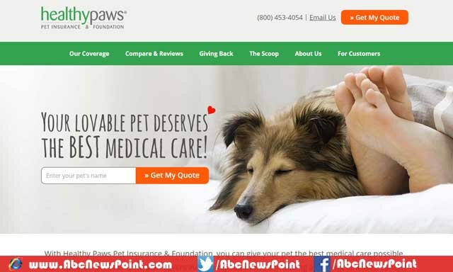 Top-10-Best-Pet-Insurance-Reviews-of-2015-Healthy-Paws-Review