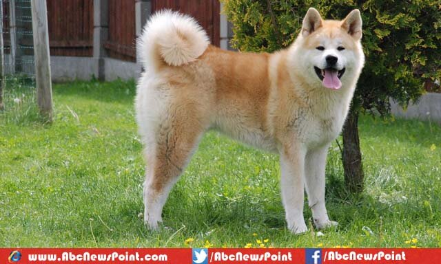 Top-10-Most-Beautiful-Dog-Breeds-in-the-World-Akita-Inu