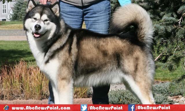 Top-10-Most-Beautiful-Dog-Breeds-in-the-World-Alaskan-Malamute