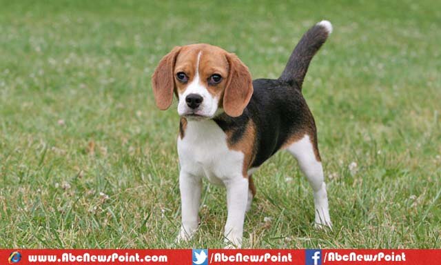 Top-10-Most-Beautiful-Dog-Breeds-in-the-World-Beagle