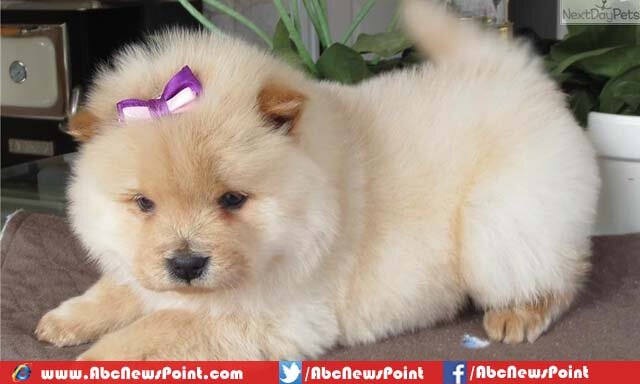 Top-10-Most-Beautiful-Dog-Breeds-in-the-World-Chow-Chow