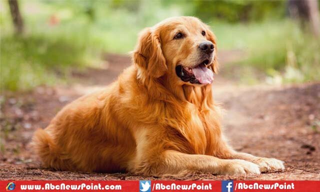 Top-10-Most-Beautiful-Dog-Breeds-in-the-World-Golden-Retriever