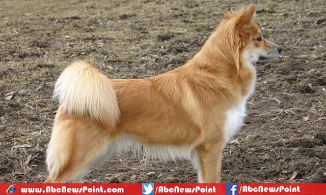 Top-10-Most-Beautiful-Dog-Breeds-in-the-World-Icelandic-Sheep-Dog