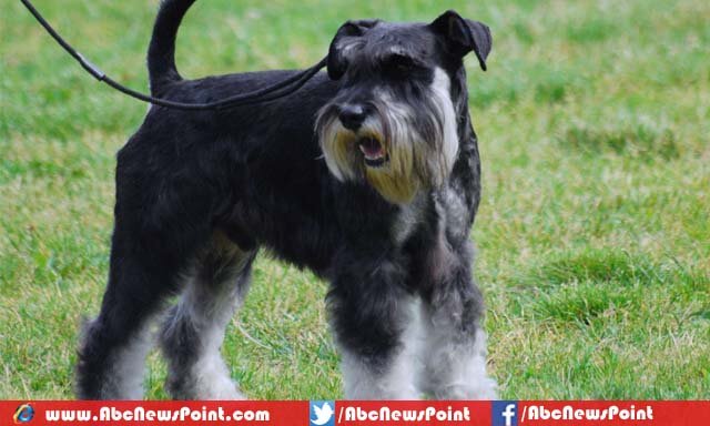 Top-10-Most-Beautiful-Dog-Breeds-in-the-World-Miniature-Schnauzer
