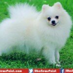 Top 10 Most Beautiful Dog Breeds in the World