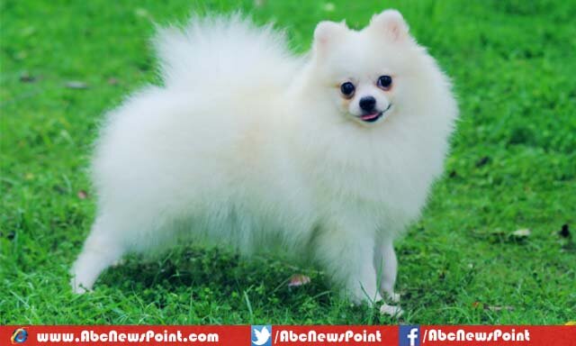 Top-10-Most-Beautiful-Dog-Breeds-in-the-World-Pomeranian