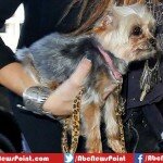 Johnny Depp’s Wife Amber Heard May Face Jail For Illegal Import Of Dogs To Australia
